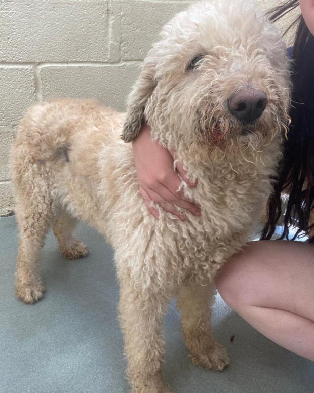 Free Press Series: Ria - four years old, Female, Labradoodle. Ria has come to us from a breeder and is a very, very loving girl. She is a little shy at first but does really love human interaction and attention once she gets to know you. She can walk on a lead already but